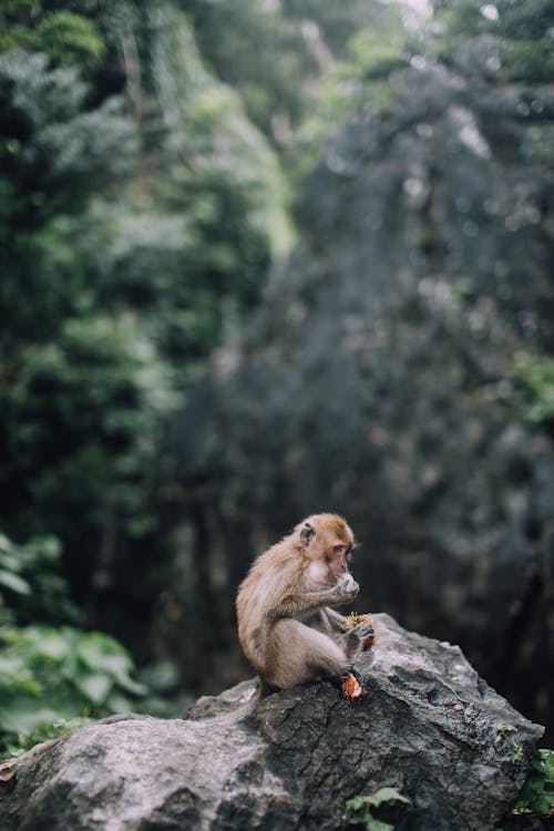 Brown Monkey Sitting on Gray Rock