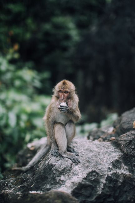 Fotomural Un mono salvaje se sienta en una roca en un entorno natural, comiendo de manera contemplativa.
