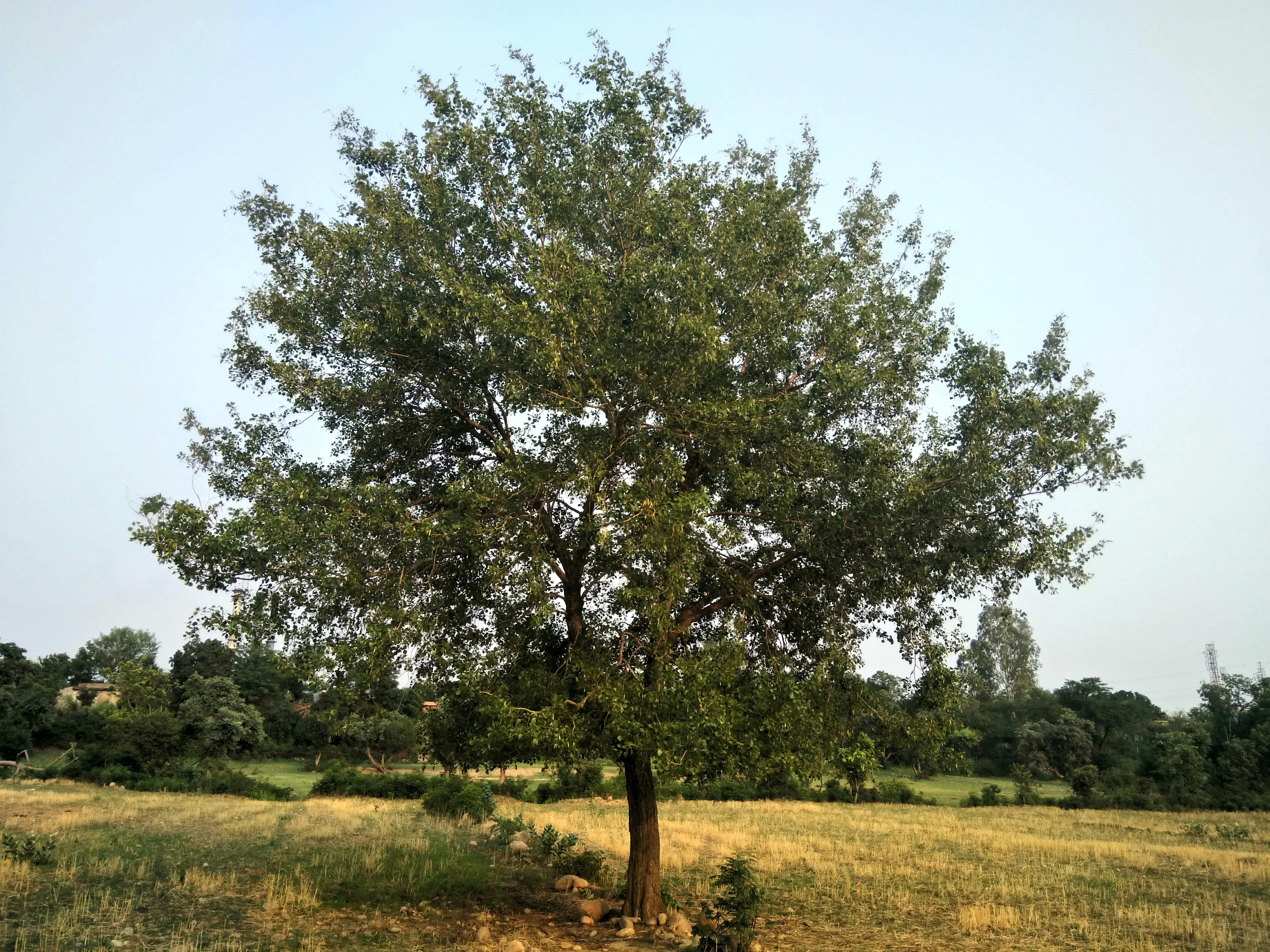 Free stock photo of nature, Silkytech, tree