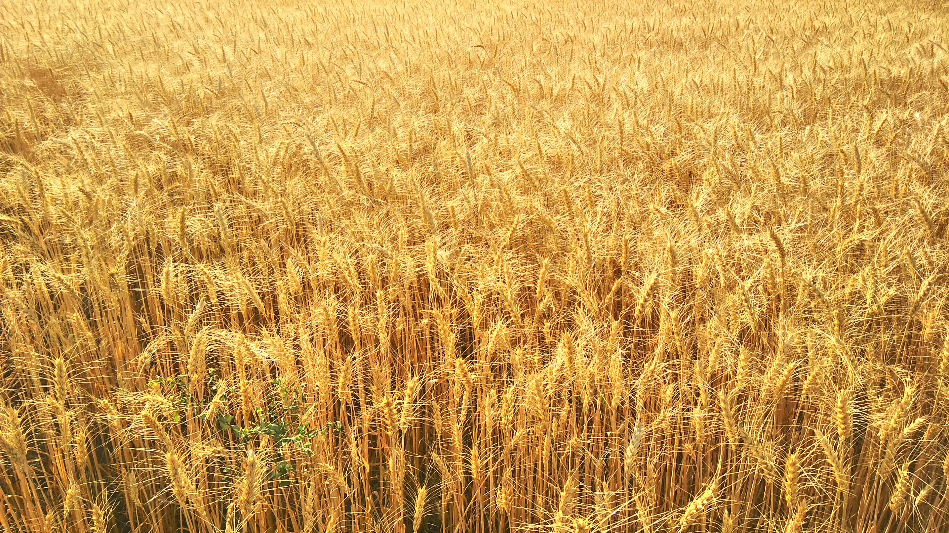 Free stock photo of nature, Silkytech, wheat