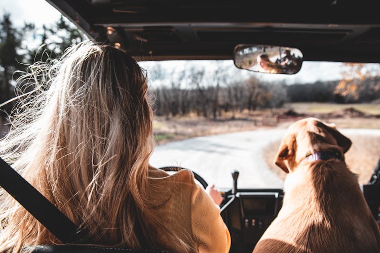 Woman In Brown Jacket Driving Car Beside Brown Dog