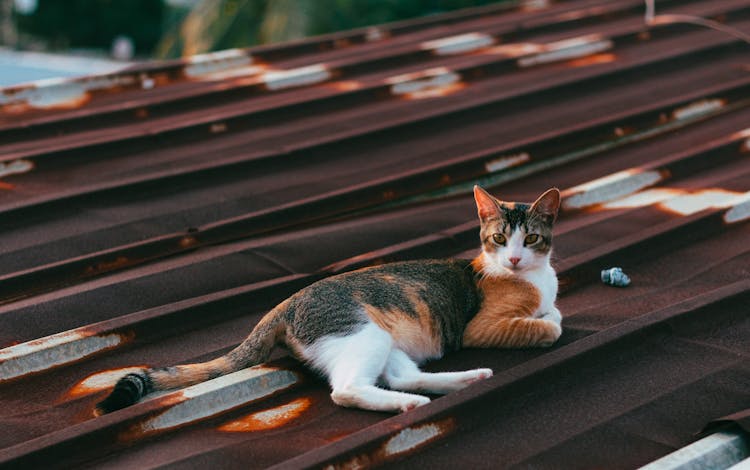 Cat Lying On Rusted Iron Sheet