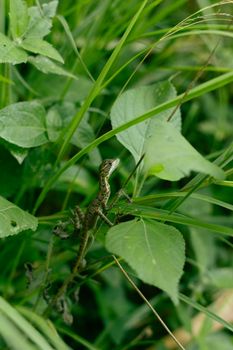 lizard photo