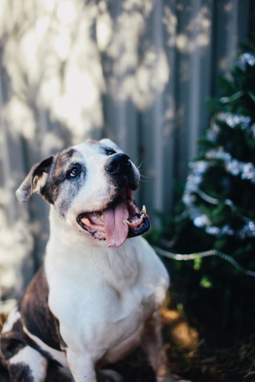 Free Happy pitbull in a vibrant outdoor setting with natural light and shadows. Stock Photo