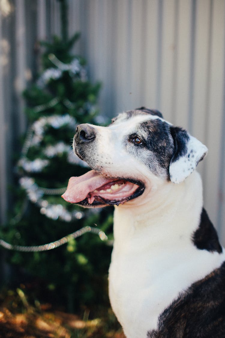 Portrait Of A Dog With Tongue Out On The Background Of A Christmas Tree