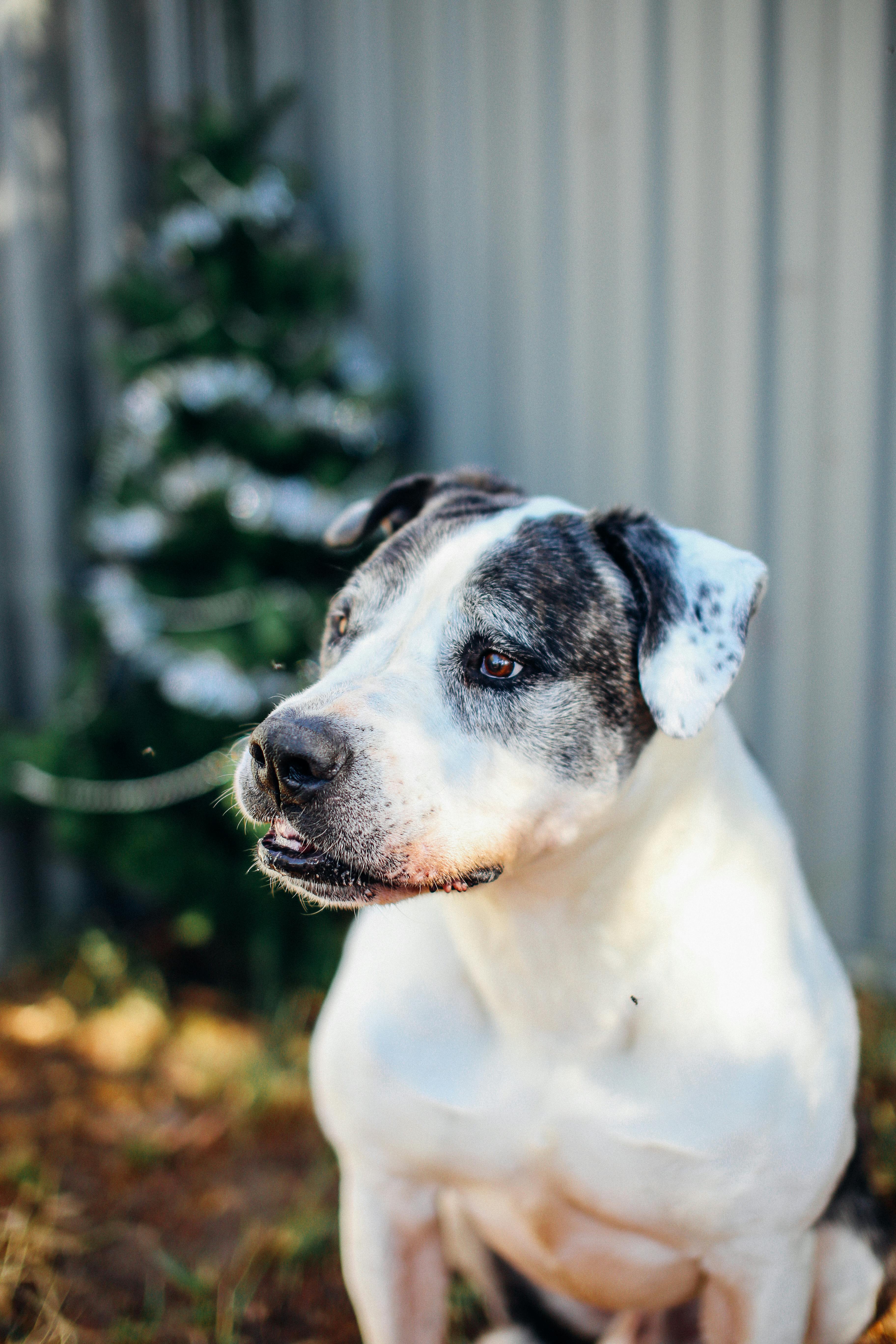 一只好奇的美国斯塔福德郡梗在户外的特写照