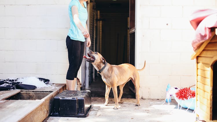 Woman Feeding A Brown Dog