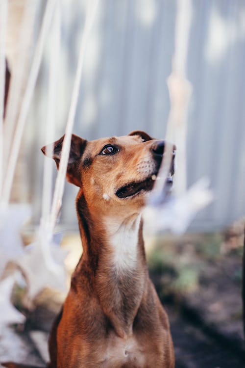 Gratis arkivbilde med dog-fotografering, dyr, hund