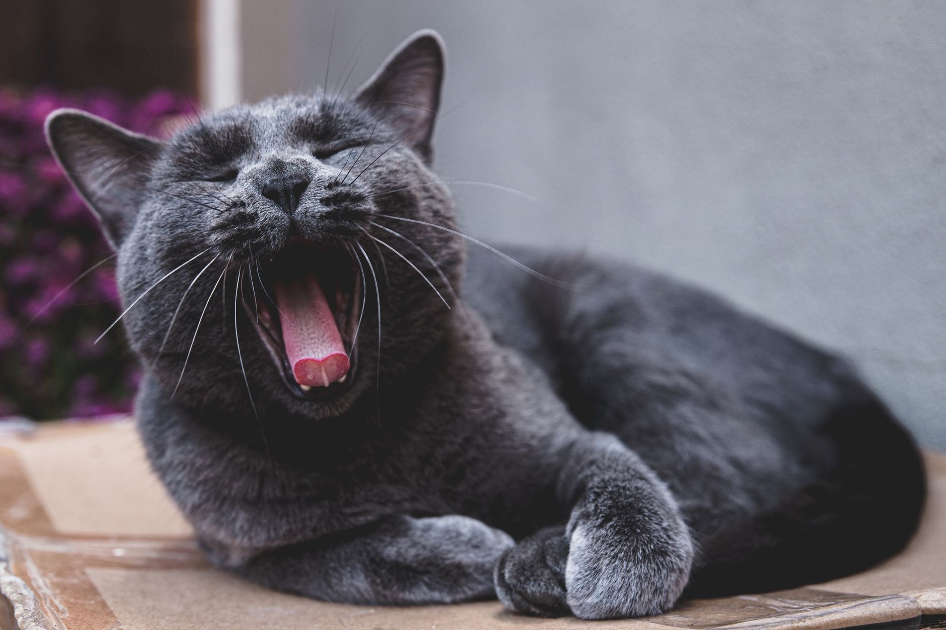 Physical Traits That Help the Russian Blue