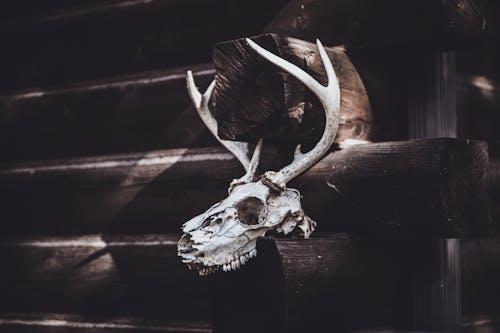 Free An Animal Skull on a Wood Stock Photo