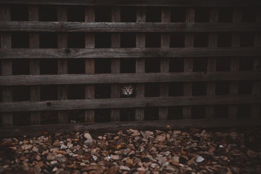 一只猫从石床上方的木格栅栏向外张望，营造出神秘的氛围
