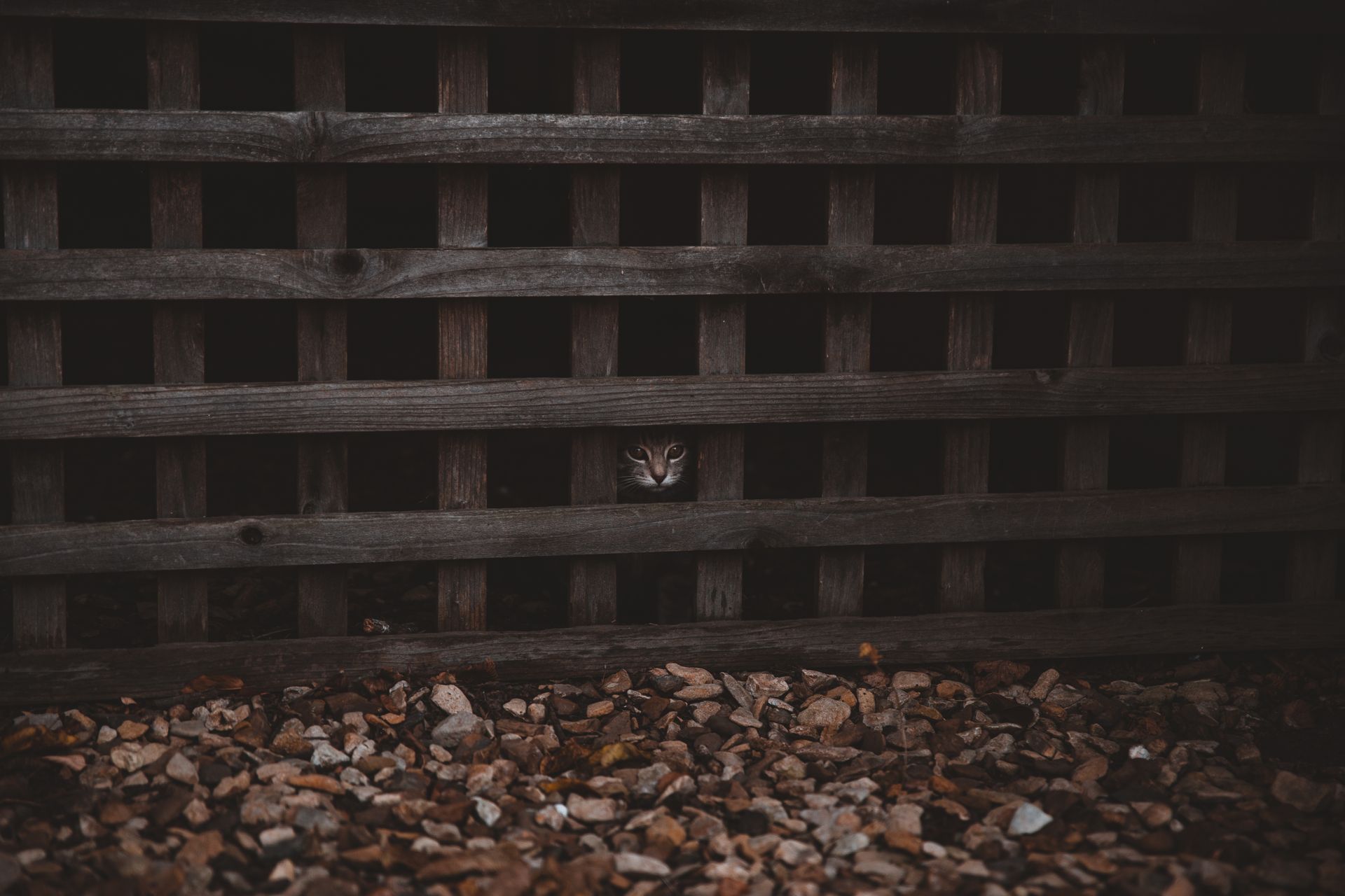 A Cat Peeking Behind Wooden Cage