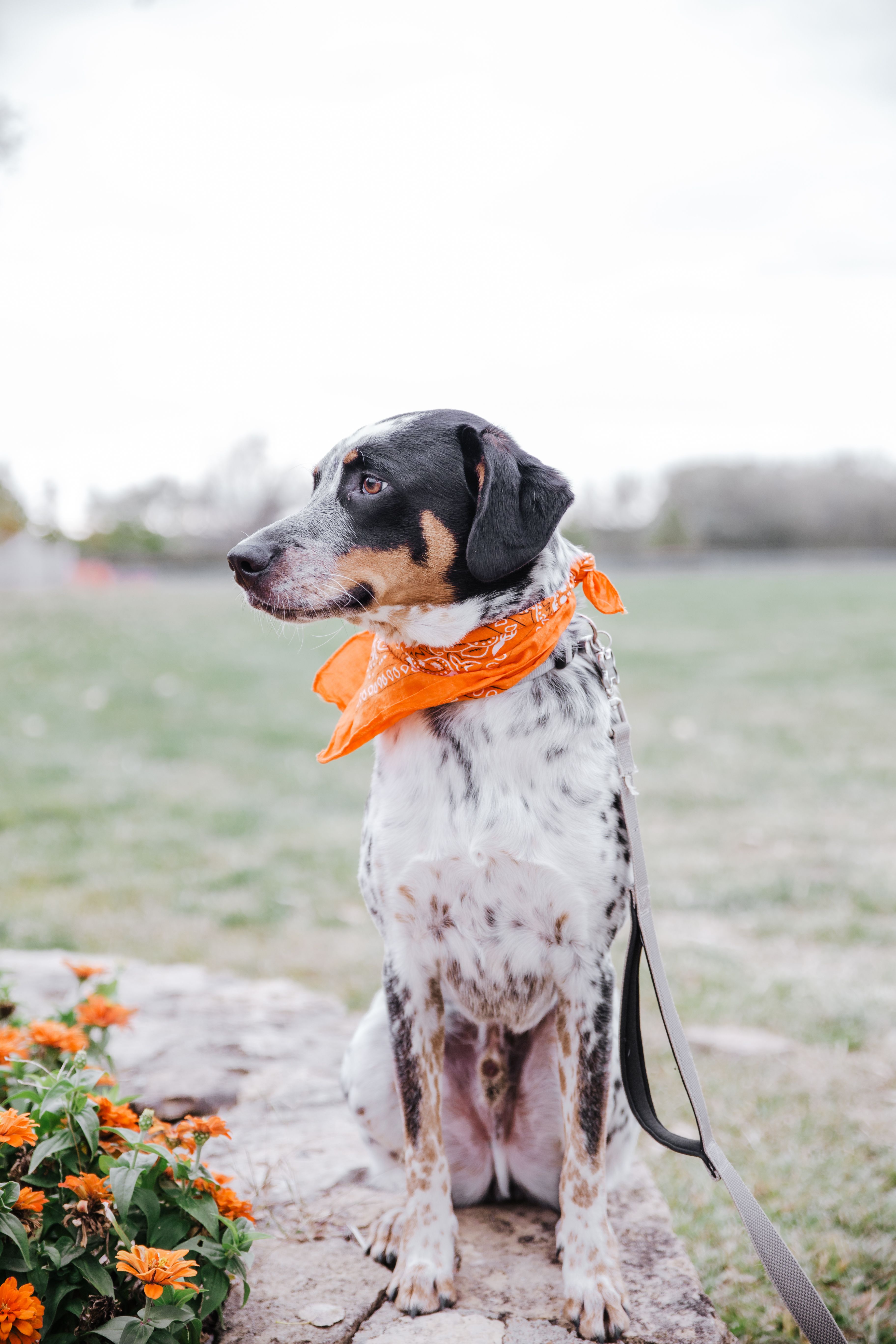 Close-Up Shot of a Black and White Dog Sitting · Free Stock Photo