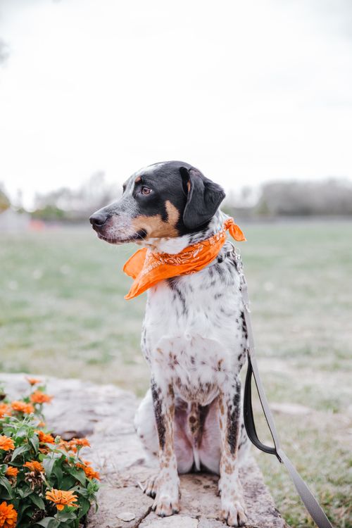 Free Adorable dog wearing an orange bandana sitting in the park surrounded by flowers. Stock Photo