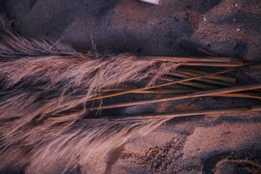Soft pampas grass resting gently on sandy beach during sunset for a natural, calm atmosphere.