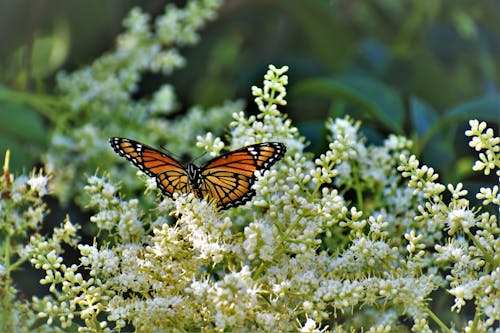 Free Close-up Photo of an Orange Butterfly Stock Photo
