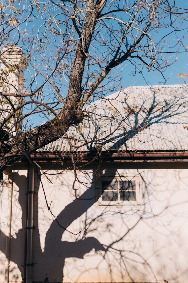 Barren Tree Casting Shadow