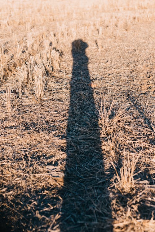 Shadow by the Sun on Brown Grass Field