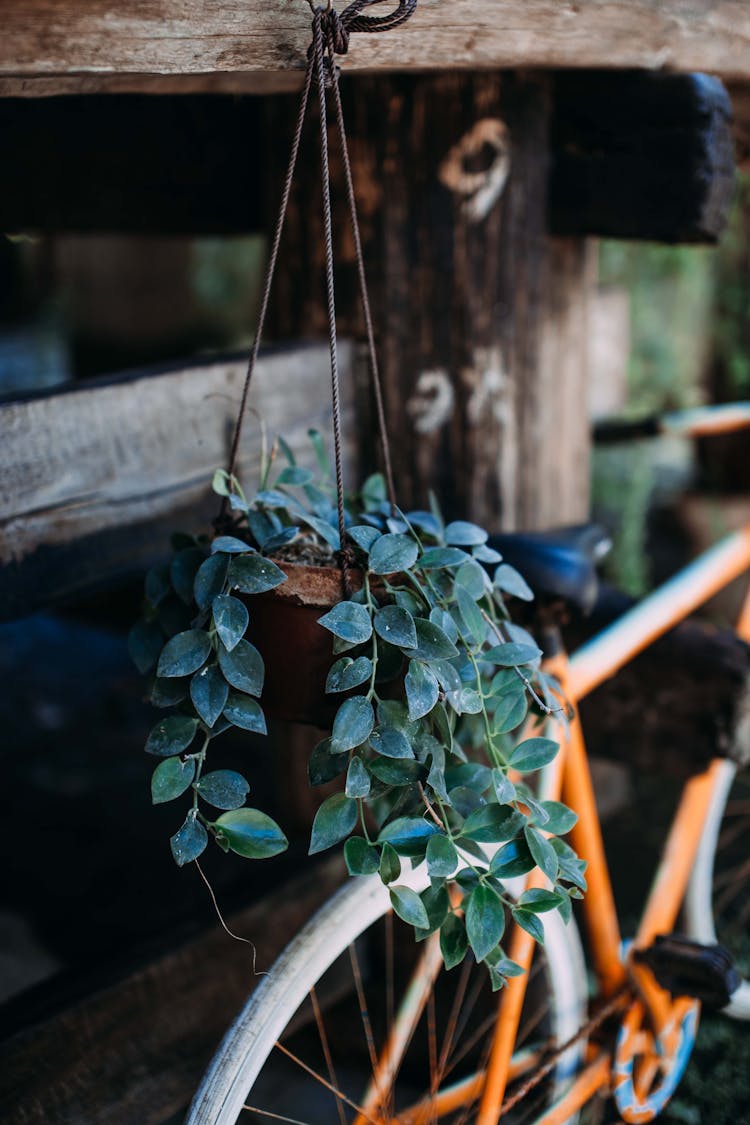 Vertical Shot Of A Potted Plant Hanging On Wooden Fence And An Orange Bicycle