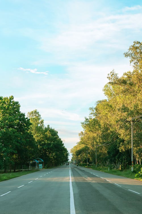 Green Trees Beside Gray Asphalt Road