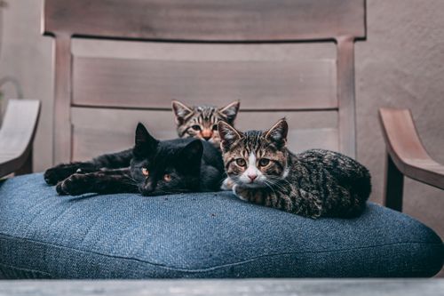 Free Three cats lounging on a plush blue cushion indoors, capturing a cozy and serene moment. Stock Photo
