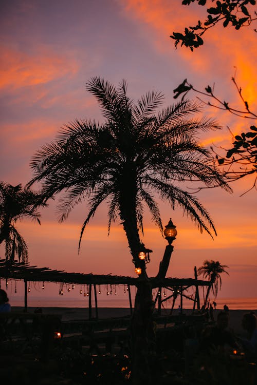 Silhouette of Palm Trees during Golden Hour