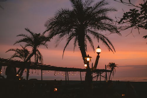 Silhouette of Palm Trees at the Beach