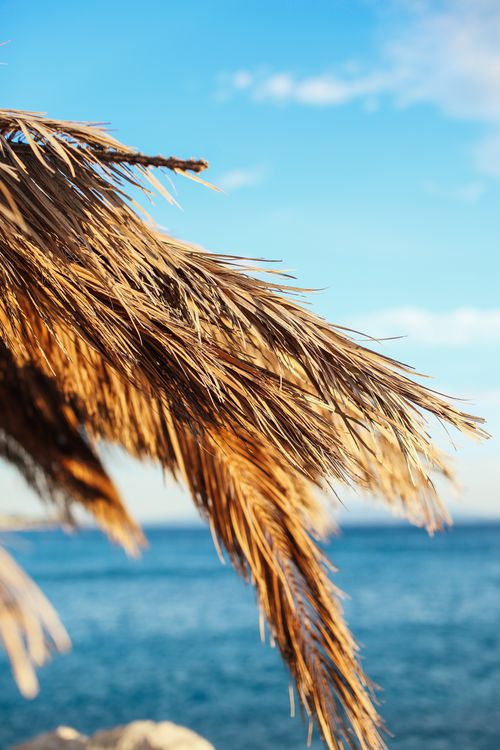 Free Close-up of thatch coconut leaves with a serene ocean backdrop under a bright blue sky. Stock Photo