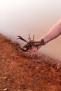 A Person Holding a Crayfish