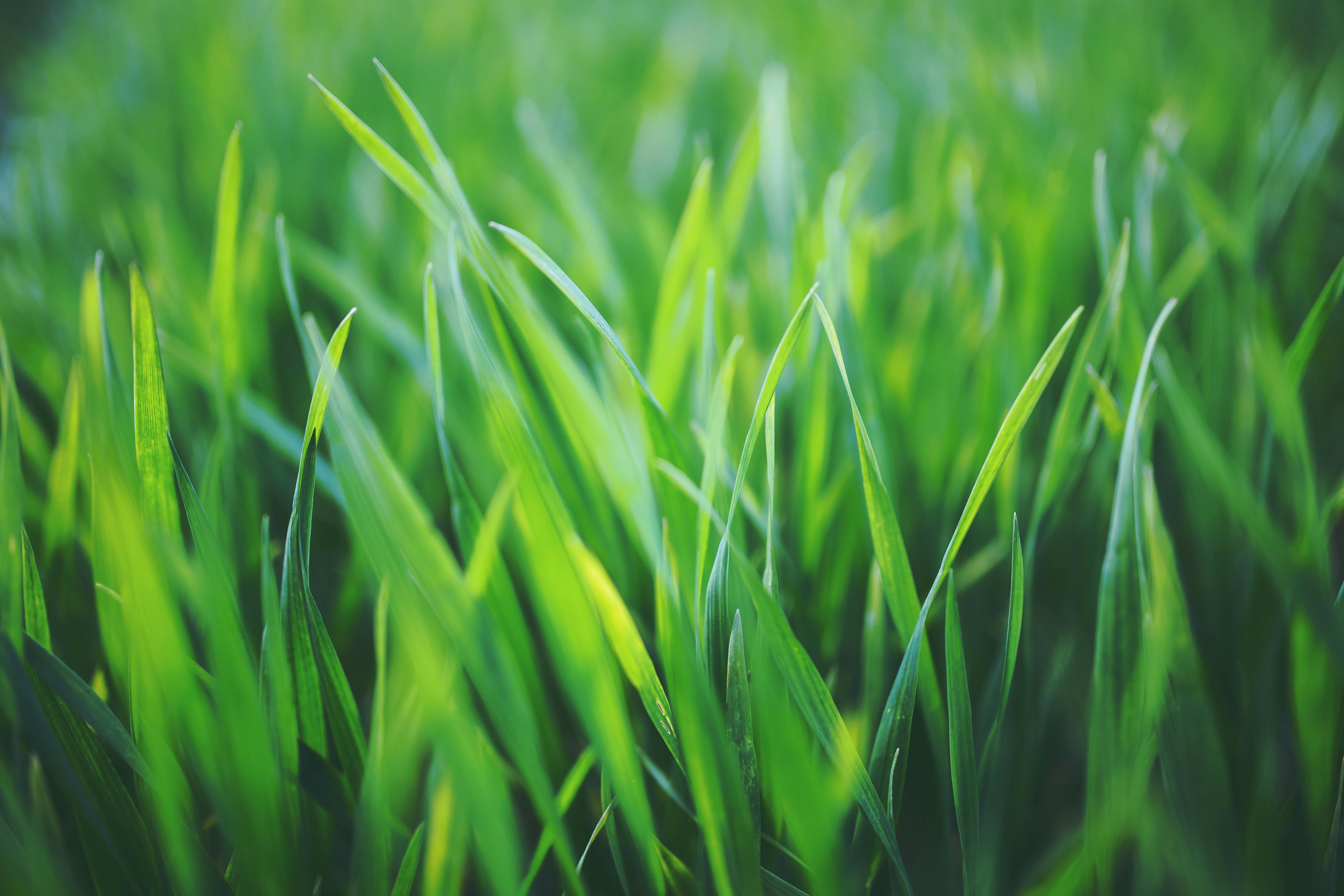 Hình nền cỏ xanh đẹp nhất | Tạo cảnh quan, Thiên nhiên, Phong cảnh