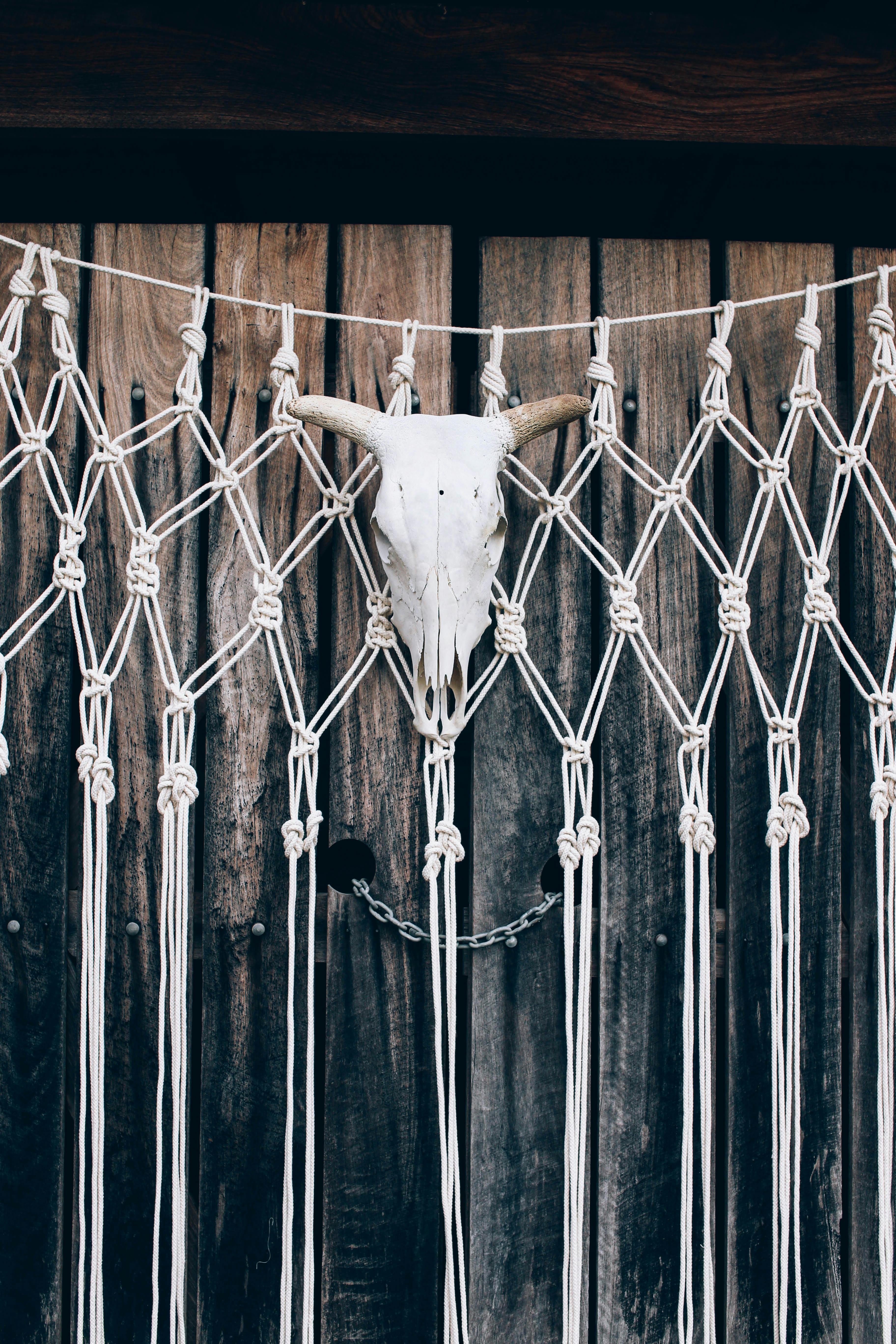 grátis Foto profissional grátis de animais selvagens, animal, artesanal Foto profissional