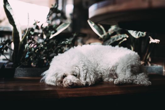 桌子上躺着一只可爱的白色贵宾犬，周围摆满了室内盆栽植物
