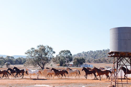 atlar, çiftlik hayvanları, grup içeren Ücretsiz stok fotoğraf