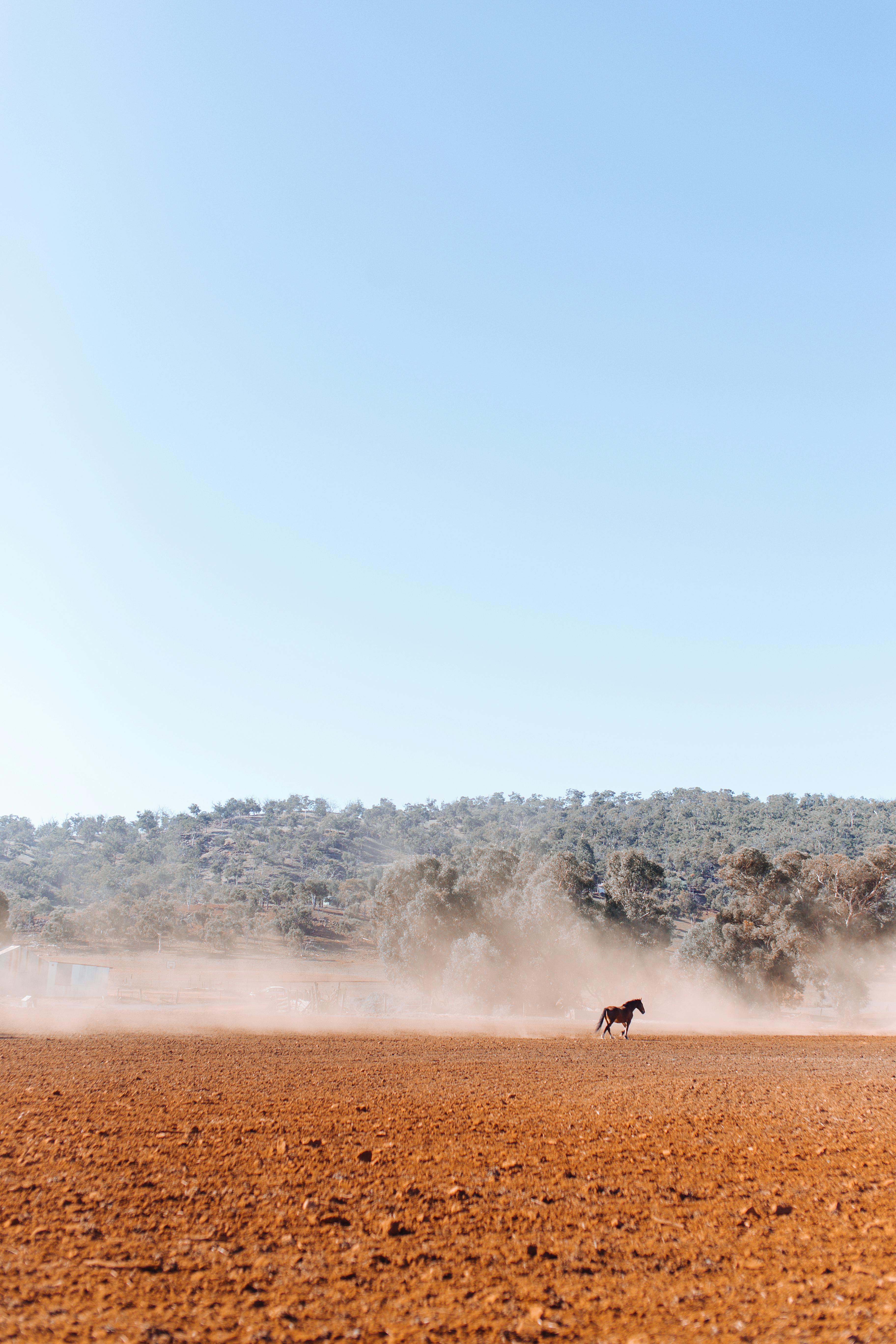 horse walking on brown field