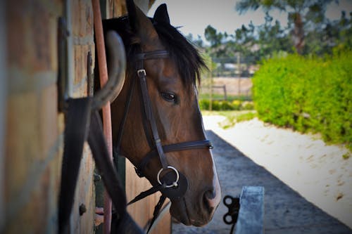 Close-up Photo of Horse Face