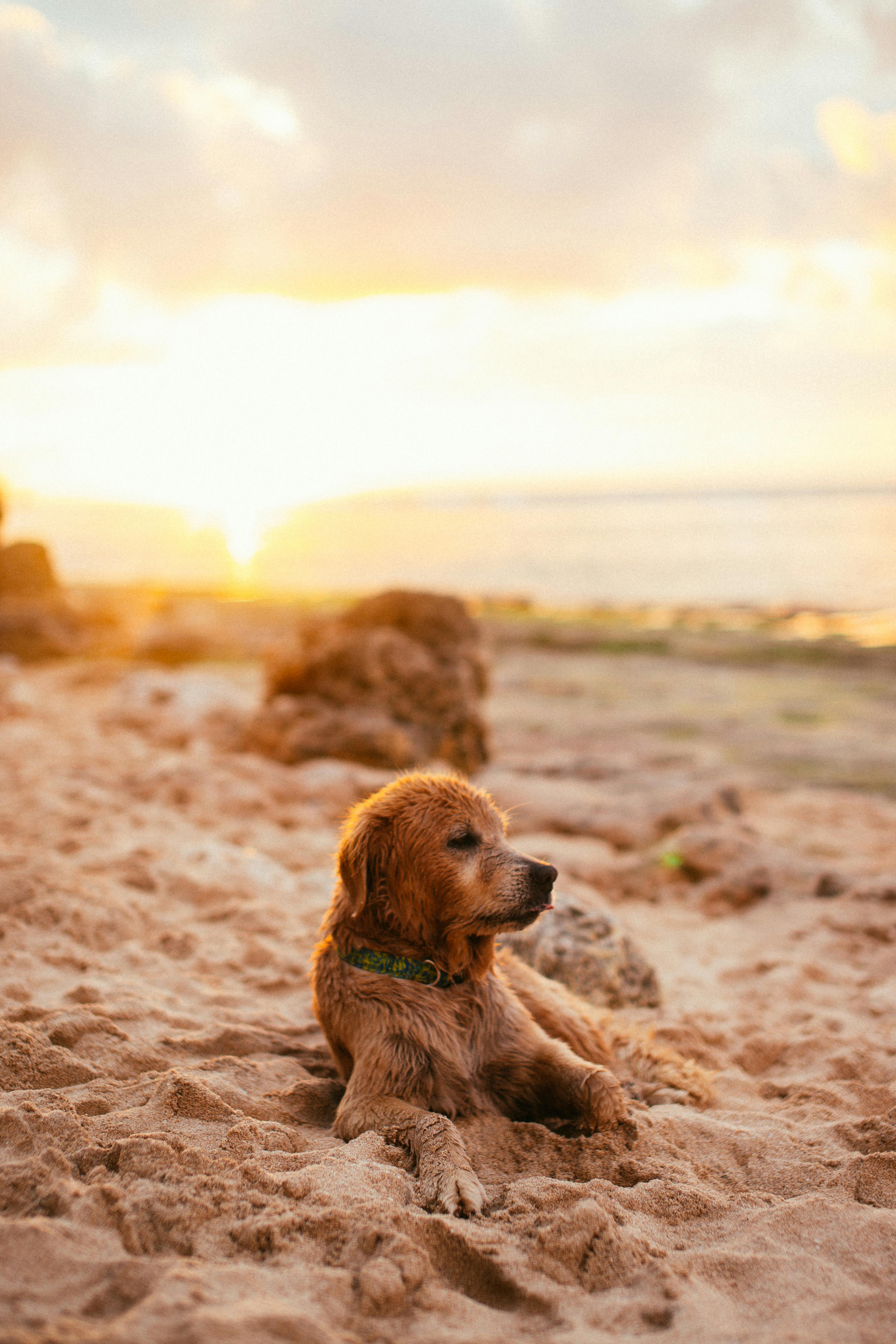 日落时分，一只金毛猎犬在沙滩上放松，背景是美丽的海景
