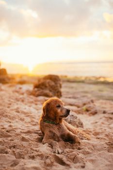 日落时分，一只金毛猎犬在沙滩上放松，背景是美丽的海景