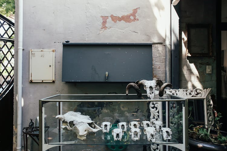 Livestock Skulls On Display