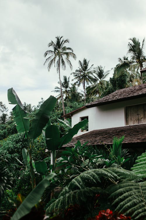 คลังภาพถ่ายฟรี ของ ต้นปาล์ม, บ้าน, พืชผัก