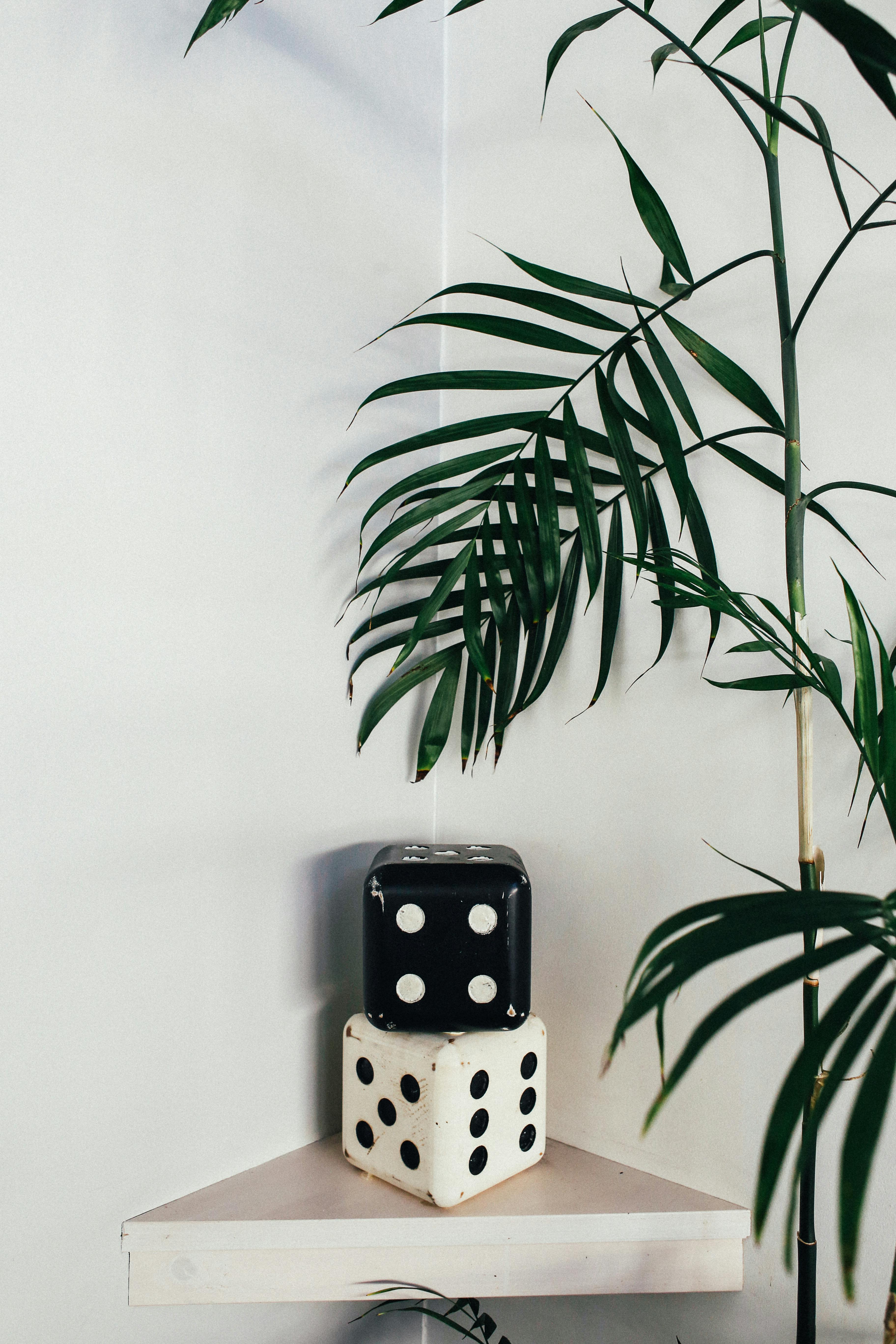 Free Modern room corner with decorative dice and lush houseplant creating a stylish interior design. Stock Photo