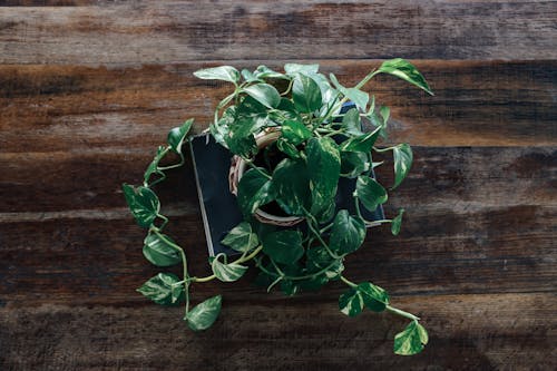 Top View of a Plant