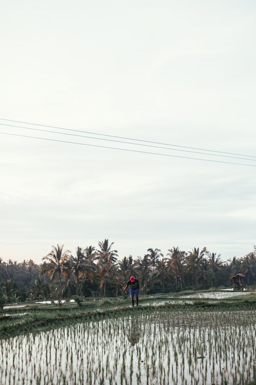 Person Standing on a Rice Field