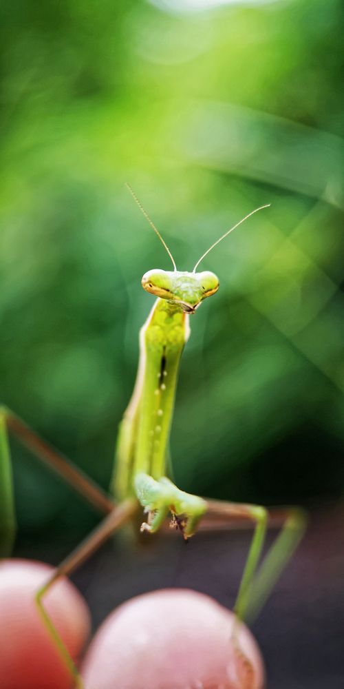Free Detailed close-up of a green praying mantis sitting on a leaf with a blurred background. Stock Photo