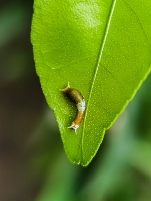 Gratis Fotos de stock gratuitas de entomología, hoja, insecto Foto de stock
