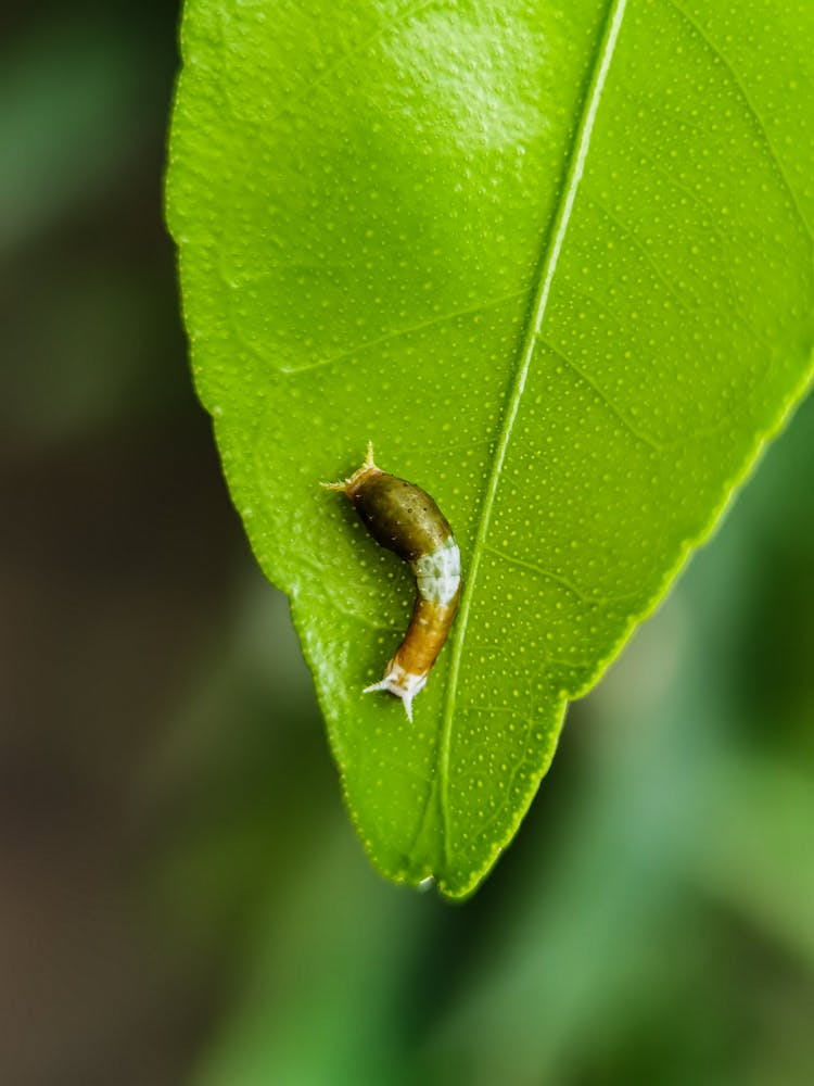 Caterpillar On Green Leaf