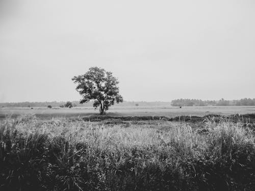 Δωρεάν στοκ φωτογραφιών με ασπρόμαυρο, δέντρο, εξοχή Φωτογραφία από στοκ φωτογραφιών
