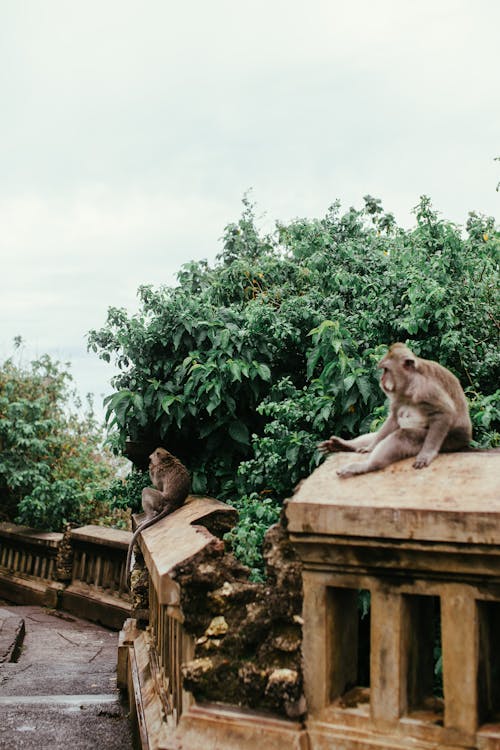 Fotobanka s bezplatnými fotkami na tému divočina, opice, park