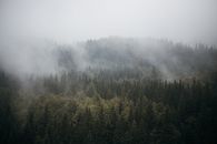 郁郁葱葱的常绿森林笼罩在薄雾中，宁静的雾景营造出一种静谧的氛围