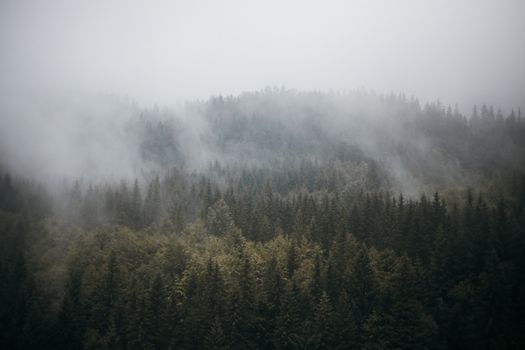 郁郁葱葱的常绿森林笼罩在薄雾中，宁静的雾景营造出一种静谧的氛围