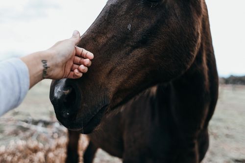 Free Close-up of a hand gently touching a horse's nose in a natural setting. Stock Photo